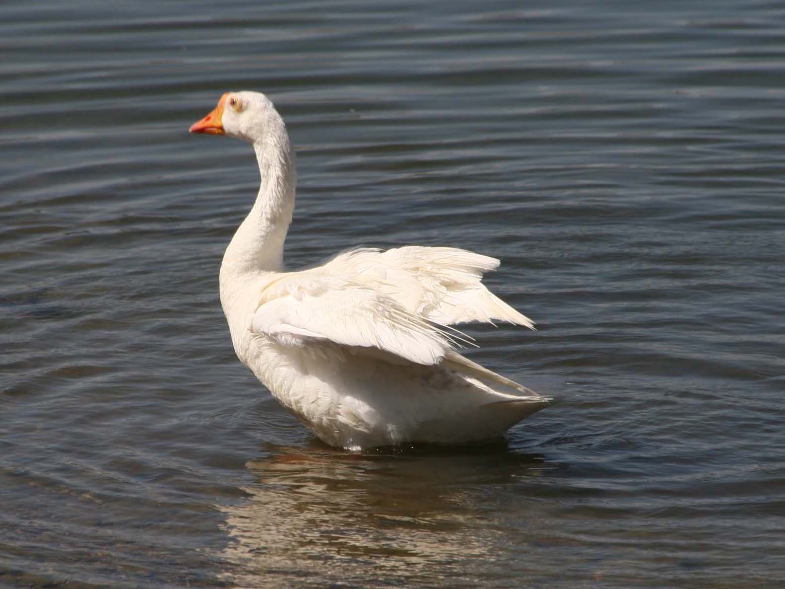 2683 Slider